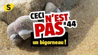 Ceci nest pas un bigorneau 44 [upl. by Rosati162]