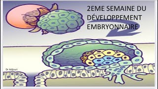 Embryologie 6  Deuxième semaine du développement embryonnaire بالدارجة و بطريقة بسيطة و سهلة [upl. by Alburg]