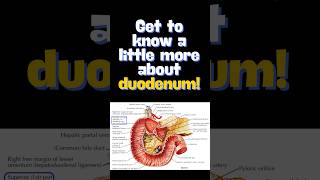 Introduction to the anatomy of duodenum duodenumanatomy shorts [upl. by Torrin]