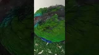 Meet the Adorable Grand Eclectus Parrot Chicks – Watch Them Growbirds parrot babybirds [upl. by Bullivant]