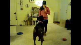 quotDo As I Doquot Dog Training Method [upl. by Rayburn]