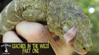 LEACHIANUS GECKOS IN THE WILD PART 1  Rhacodactylus Leachianus  New Caledonia 2018 [upl. by Brandy]