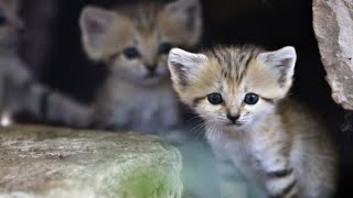 Cutest Cats Baby Sand Kittens [upl. by Reseda]