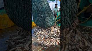 We caught Tons of fishes in single catch 🔥🔥 thenkadalmeenavan shorts [upl. by Williams9]