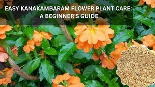 Easy Kanakambaram Flower Plant Care A Beginners Guide [upl. by Akemrehs813]