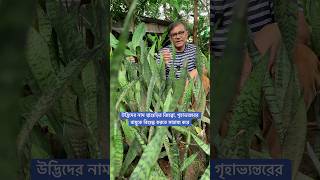 উদ্ভিদের নাম শ্বাশুড়ির জিহব্বা যা গৃহাভ্যন্তরের বায়কে বিশুদ্ধ করে [upl. by Araed]