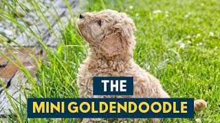 The Mini Goldendoodle 14 Cute Facts You Didnt Know [upl. by Hcir]