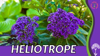 HELIOTROPE Information Description and More quotCHERRY PIE PLANTquot Heliotropium arborescens [upl. by Langley161]