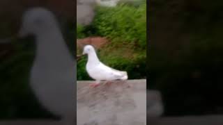 Kharmas skills Mein Takrana hai Mujhko motivation vairalshort pigeon pigeonelover shorts [upl. by Vine819]