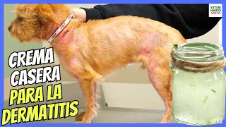 🔴 ¿COMO HACER UNA CREMA DE ALOE VERA CASERA PARA PERROS CON DERMATITIS 💝 [upl. by Airdnas388]