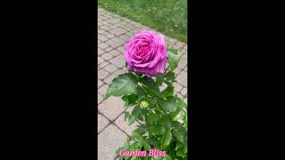 Sweet Madame Blue By Weeks July 4 2024 rose flowers gardenplants Weeks Roses Sweet Madame Blue [upl. by Ferne]