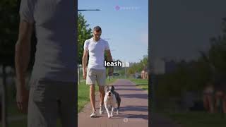 How to Leash Train Your Dog dogs dogleash dogtraining trending [upl. by Ondrej]