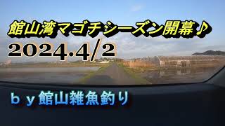 館山湾マゴチシーズン開幕♪202442 ｂｙ館山雑魚釣り [upl. by Emad951]