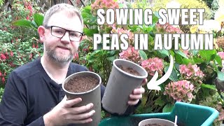 Sowing Sweet Peas in Autumn  What Seeds to Sow in Autumn  Flowers to Plant in November  Gardening [upl. by Ebarta385]