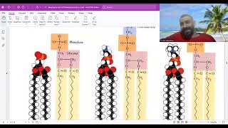 phospholipids  glycolipids and cholesterol [upl. by Ran574]