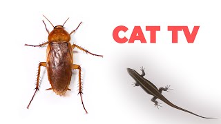 CAT GAMES  Cockroach and Lizard for Cats to Watch [upl. by Ynogoham]