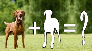 10 Most Popular Vizsla Cross Breeds  10 Vizsla Dog Mixes [upl. by Tillie]