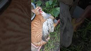 Kitty love playing with rooster cat kitten kitty pets catvideo cutecat adorablecats catlover [upl. by Anahsat]