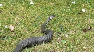 Grass Snake Spotted June 9th 2011 In Our Garden Midlands UK [upl. by Eednim]