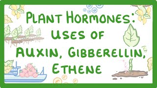 GCSE Biology  Plant Hormones  Uses of Auxin Gibberellin and Ethene 53 [upl. by Aremaj]