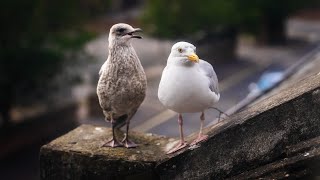 Only 1 Of My Pet Seagulls Babies Survived This Year [upl. by Anual239]