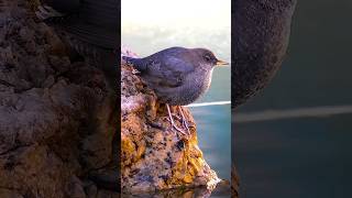 Look How Chonky This American Dipper is [upl. by Hayyim]