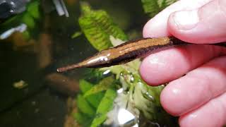 Whiptail Catfish aka Twig Catfish Farlowella spp [upl. by Ragland885]