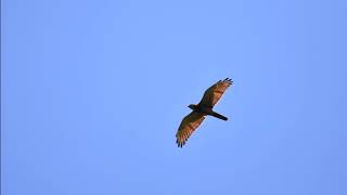 Hawk Migration ～果てしない旅～ [upl. by Jerrie]