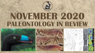 New Fossils and Paleontology November 2020 [upl. by Marsden]