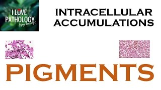 INTRACELLULAR ACCUMULATIONS PIGMENTS [upl. by Suryt]