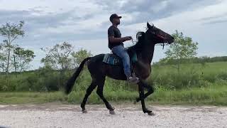 Transformation Video  Standardbred colt full of potential Rosharon Tx [upl. by Assiram815]