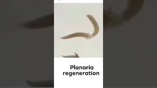 planaria Regeneration Practical🔥😱 shorts planaria régénération shirazivillagevlog [upl. by Toomin469]