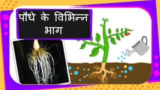 Science  Parts of the Plant  Hindi [upl. by Zoie715]