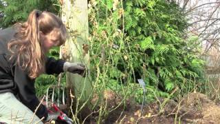 Pruning Climbing Roses [upl. by Madlin764]