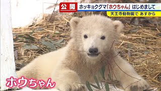 赤ちゃんホッキョクグマ名前は「ホウちゃん」 天王寺動物園で２３日から一般公開（2021年3月22日） [upl. by Noinatrad44]