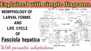 Fasciola hepatica Sheep liverfluke Life cycle [upl. by Charmian]