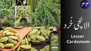 Elaichi Khurd الائچی خُرد  Lesser Cardamom uses and properties [upl. by Sherrard]