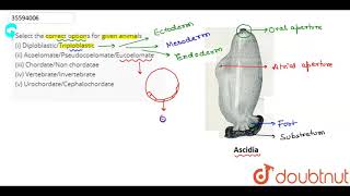 Select the correct options for given animals i Diploblastic [upl. by Mcfarland204]