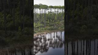 30A Tree Canopy at Western Lake 30A trees beach [upl. by Sakram]