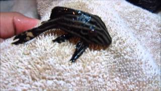 Pleco Care amp Info Hypostomus Plecostomus [upl. by Carolus464]