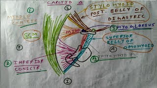 Carotid triangle of Neck 24  Boundary Diagram  TCML [upl. by Dranoel]