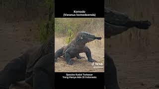 Komodo makan kambing [upl. by Efinnej633]