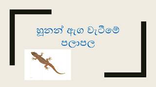 Hunan aga watime palapala හූනන් ඇග වැටීමේ පලාපල‍ [upl. by Pasquale]