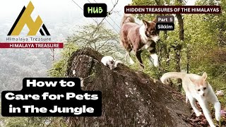 How to Care for Pets in the Jungle Sikkim Survivor Cats amp Dog Guide [upl. by Gunn]