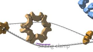 DNA Replication [upl. by Estas]