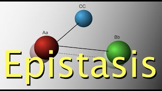 Genetic epistasis [upl. by Madel]