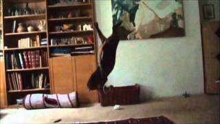 Bengal cat does perfect backflip [upl. by Suciram]