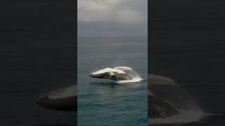 Humpback Whales Breaching whale humpback calf breach baby ocean [upl. by Grannie825]