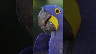 Hyacinth Macaw Pet 😍 Friendly Beautiful Parrot 🦜 [upl. by Noid]