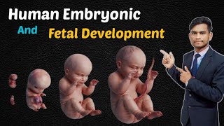 Human Embryonic And Fetal Development stage [upl. by Ennair]